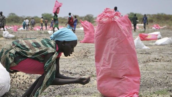 Một phụ nữ gom số cao lương vương vãi trên mặt đất sau khi hàng cứu trợ được máy bay thả xuống Kandak, Nam Sudan hồi tháng 5/2018