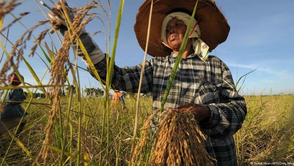 Việc dự luật gạo bị hoãn vô điều kiện sau khi vấp phải sự phản đối cho thấy nông dân trồng lúa có ảnh hưởng nhất định
