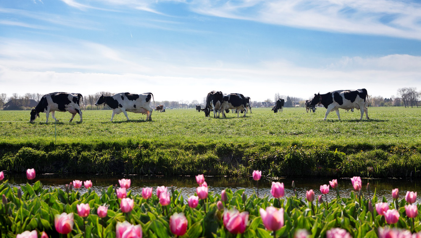 Những trang trại bò sữa khổng lồ của FrieslandCampina tại Hà Lan