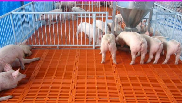 Đàn lợn được tiêm thử nghiệm vaccine vô hoạt phòng chống dịch tả lợn châu Phi vẫn khỏe mạnh