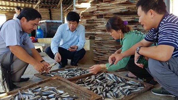 Các cơ quan ban, ngành ở Quảng Trị đang tìm hướng giải cứu cá cho dân.