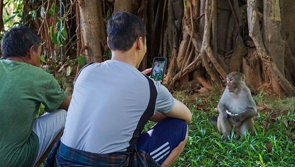 Du khách chụp ảnh, cho khỉ ăn ở Đà Nẵng