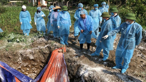 Tiêu hủy lợn dịch tại Quảng Ninh