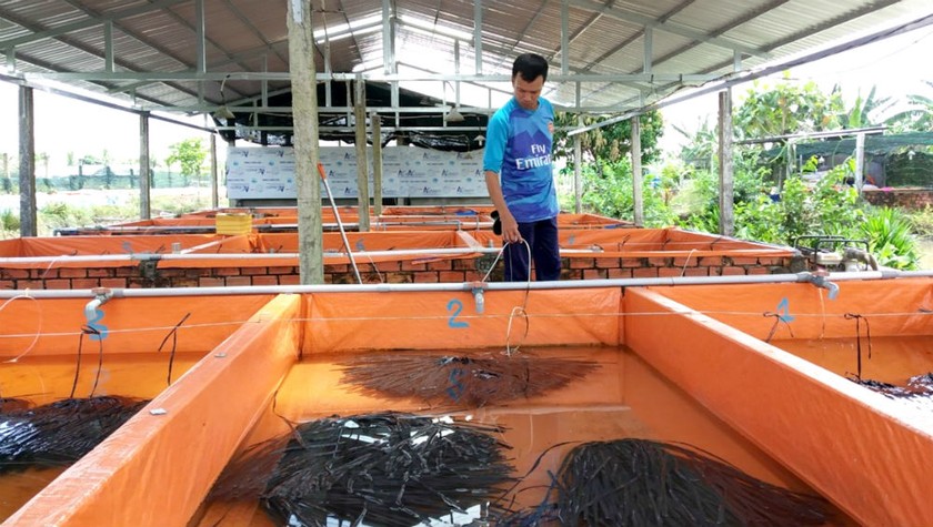 Kiểm tra nguồn nước trong các bể nuôi lươn giống, chuẩn bị xuất bán cho khách hàng.