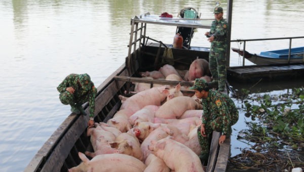Cán bộ, chiến sỹ Đồn Biên phòng Phú Hữu kiểm tra đàn lợn vừa bắt giữ. 