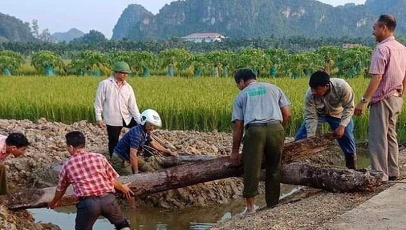 Hai cọc gỗ nghìn năm tuổi phát hiện bên sông Bạch Đằng được lấy mẫu giám định.