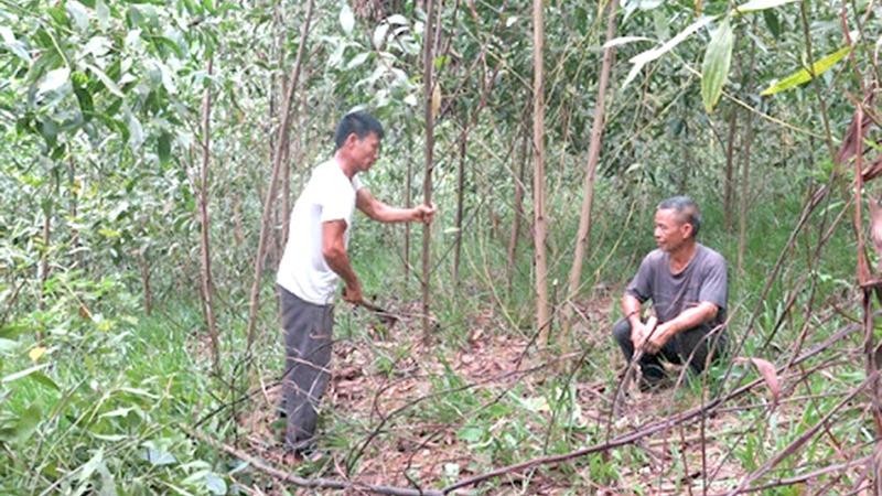 Một khu vực xuất hiện bệnh “chết héo” trên cây keo tại Tuyên Quang.