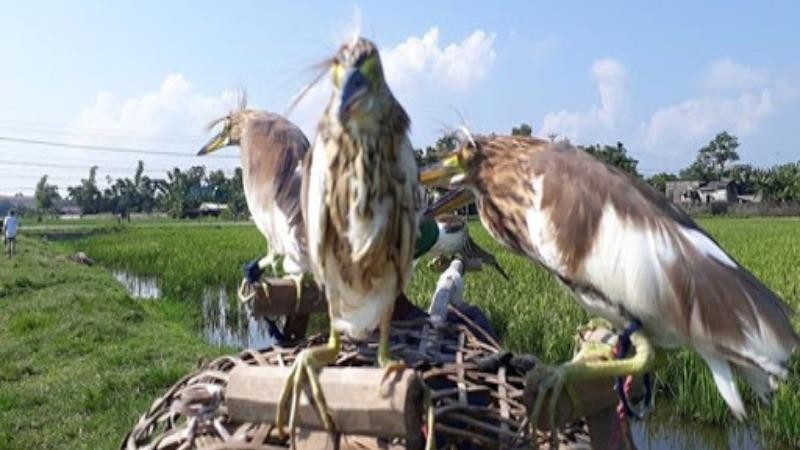 Sở thích ăn chim trời của một số người làm cạn kiệt nguồn chim hoang dã trong thiên nhiên. (Ảnh minh họa)