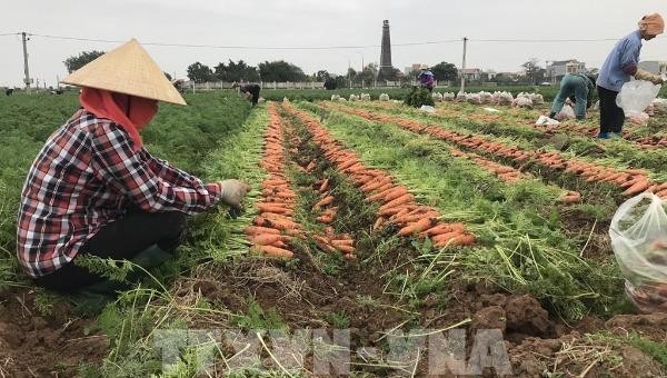 Người dân Hải Dương thu hoạch cà rốt.