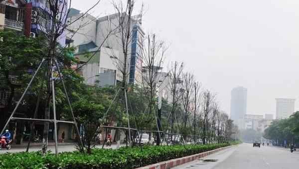 Hà Nội sẽ thay thể cây phong trên dải phân cách tuyến phố Nguyễn Chí Thanh và Trần Duy Hưng.
