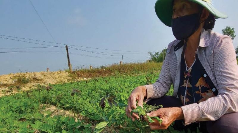 Bệnh khảm lá sắn xuất hiện trên một số diện tích trồng xen cây đậu ở Thừa Thiên -Huế.