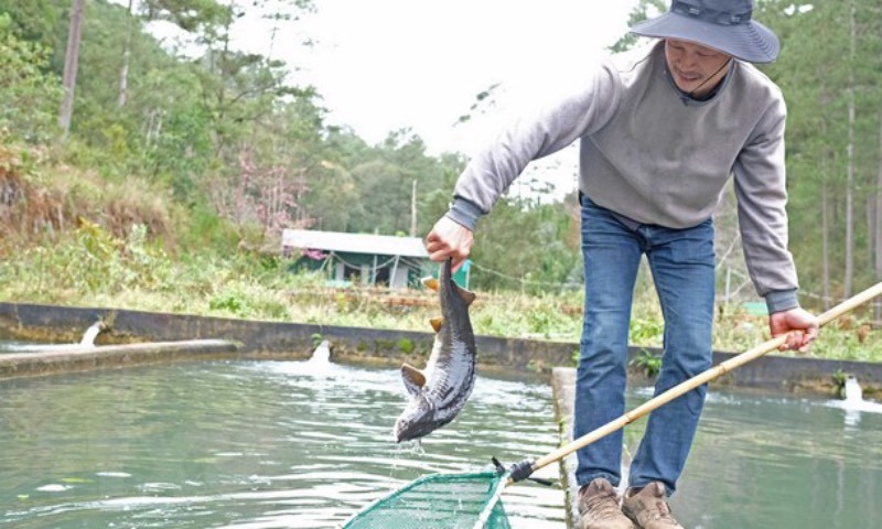 Nghề nuôi cá tầm phát triển mạnh ở Lâm Đồng. Ảnh: Nguyễn Dũng