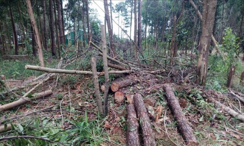 Thông bị chặt hạ tại tiểu khu 438A, xã Phú Lộc, huyện Bảo Lâm, tỉnh Lâm Đồng.