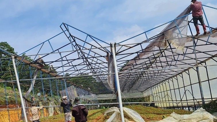 Tháo dỡ nhà kính, nhà lưới trên địa bàn TP Đà Lạt (tỉnh Lâm Đồng).
