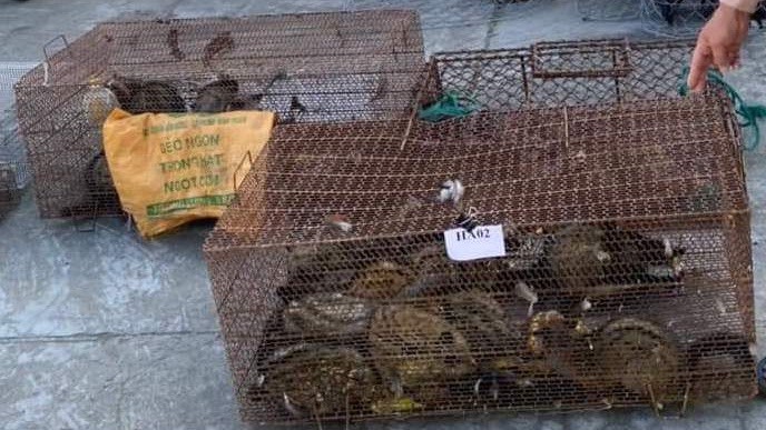 Nhiều động vật hoang dã được lực lượng công an phát hiện tại nhà Đặng Thị Việt Hoài.