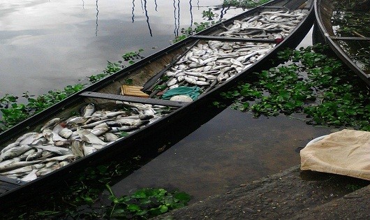 Cá nuôi lồng trên sông Đại Giang chết hàng loạt khiến người dân điêu đứng