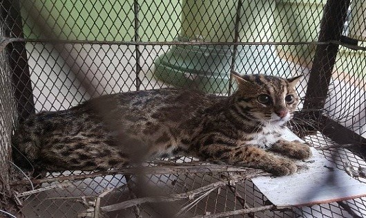 Cá thể mèo rừng quý hiếm người dân nuôi nhốt được giải cứu về thiên nhiên