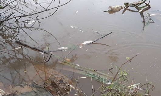 Cá tự nhiên chết bất thường trên sông chợ Hôm
