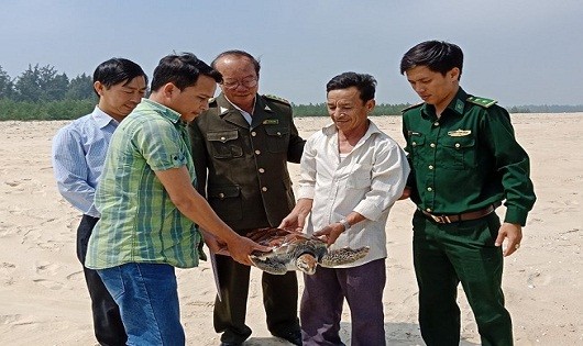 Chi cục Thủy sản tỉnh Thừa Thiên-Huế phối hợp với Phòng NN&PTNT huyện Phú Vang thả cá thể rùa biển quý hiếm thuộc họ Vích về vùng biển Thuận An