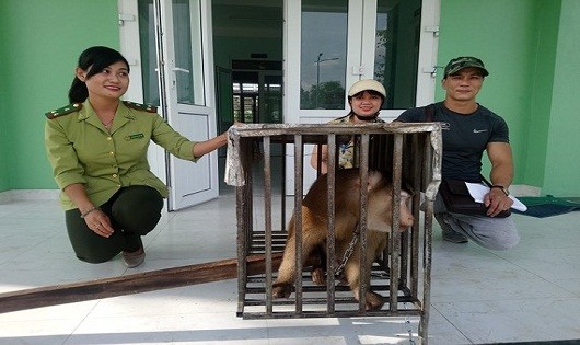 Hội cứu trợ Pet Huế bàn giao cá thể khỉ đuôi lợn quý hiếm cho Hạt Kiểm Lâm TP. Huế