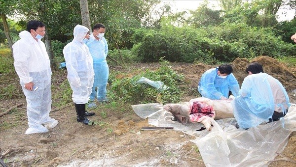Cơ quan chức năng tiến hành lấy mẫu và tiêu hủy lợn chết do nhiễm dịch tả lợn châu Phi tại xã Phong Sơn. Ảnh Ngọc Minh
