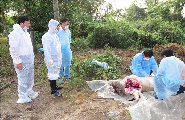 Trước đó, cơ quan chức năng đã tiến hành xét nghiệm và tiêu hủy số lợn bị dịch tả tại thôn Hiền An, xã Phong Sơn, huyện Phong Điền