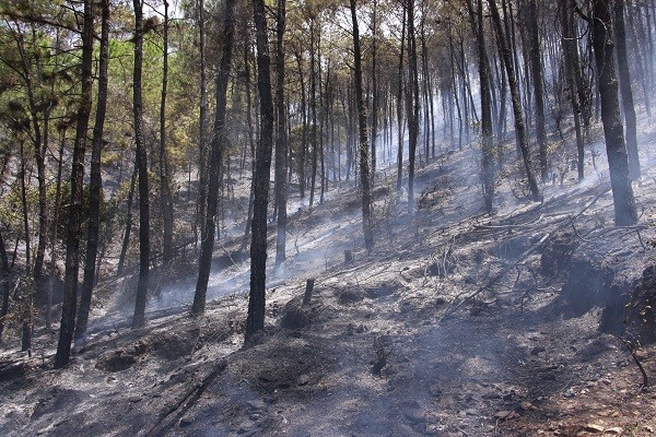 Đám cháy lây lan trên diện rộng, thiêu rụi nhiều hecta rừng