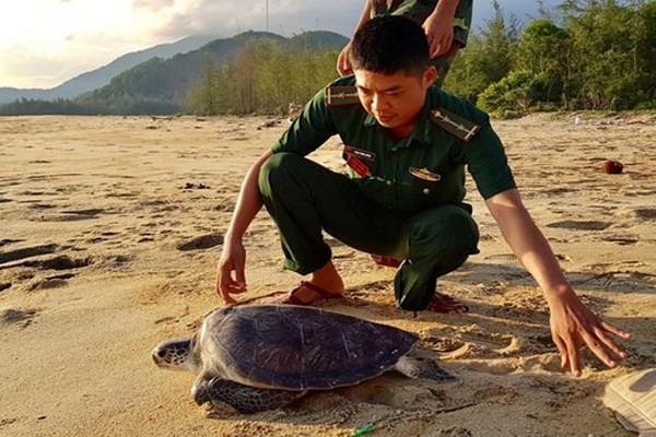 Lực lượng chức năng cùng với ngư dân  thả cá thể rùa quý hiếm về  khu vực biển xã Vinh Hiền