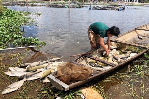 Cá chết trên sông Đại Giang chủ yếu  là cá trắm, cá mè và cá leo (ảnh Thanh Đoàn)