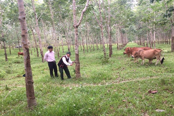 Mô hình trồng cây cao su và chăn nuôi bò của ông Hồ Sỹ Thi mang lại thu nhập hàng trăm triệu đồng mỗi năm