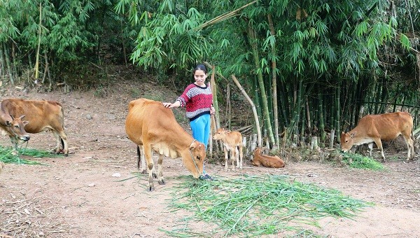 Nhờ nguồn vốn vay từ NHCSXH huyện theo Quyết định 2085/QĐ-TTg, gia đình chị Hồ Thị Nhép đã đầu tư chăn nuôi, từng bước cải thiện cuộc sống.