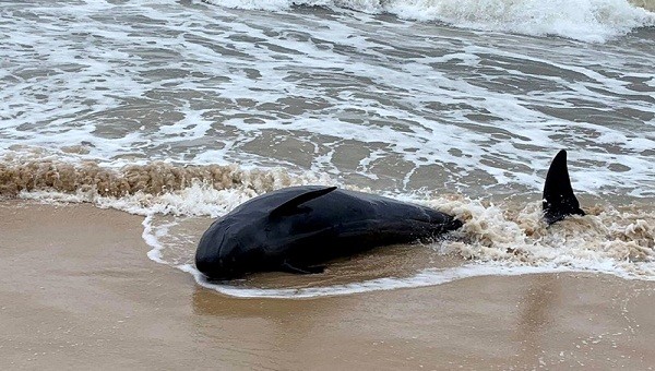 Cá thể cá voi nặng 500 kg trôi dạt vào bờ biển TT- Huế
