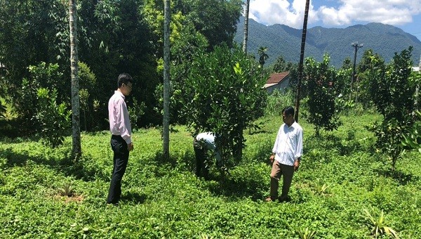 Mô hình trồng cam mang lại hiệu quả cao cho người dân huyện miền núi Nam Đông