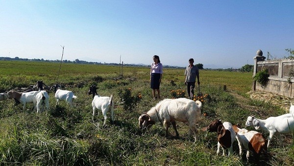 Với số tiền vay từ NHCSXH, gia đình ông Nguyễn Hạnh đã đầu tư chăn nuôi dê, gà, vịt..., mang lại hiệu quả kinh tế cao.