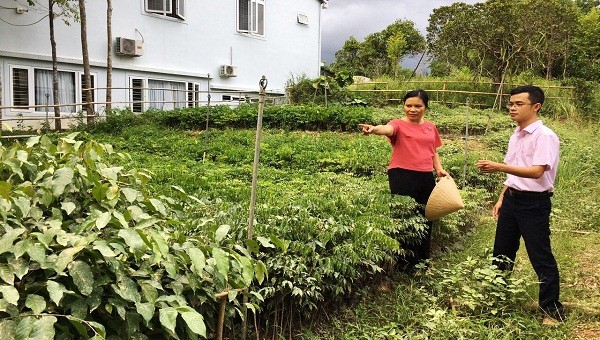 Với số tiền vay 50 triệu đồng, chị Phạm Thị Kim Ánh (tổ 7, phường Thủy Xuân, TP. Huế) đầu tư cải tạo vườn, trồng cây trầm gió và hồ tiêu mang lại nguồn thu nhập ổn định.