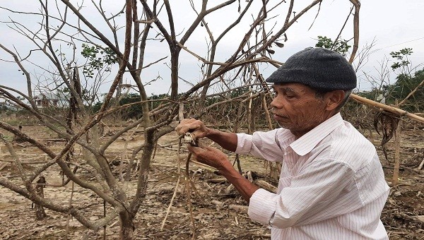 Tình hình bão, lụt liên tiếp thời gian qua đã làm toàn bộ cây thanh trà của gia đình ông Phan Đắc (Hương Vân, thị xã Hương Trà, TT- Huế) bị chết do ngâm nước.