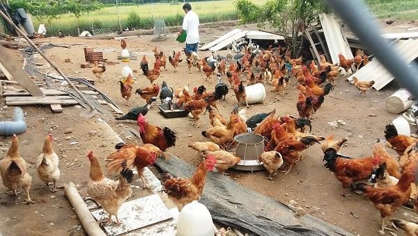 Từ 30 triệu đồng vay tại NHCSXH huyện Phú Lộc, bà Trương Thị Quýt (xã Lộc Trì, huyện Phú Lộc, TTH) đã đầu tư nuôi 200 con gà thả vườn để phát triển kinh tế gia đình.
