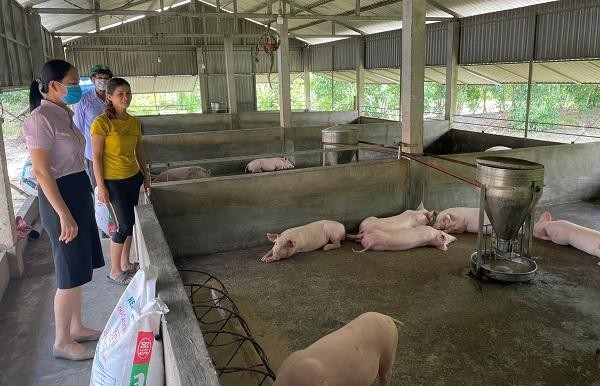 Với số tiền vay 50 triệu đồng, gia đình ông Nguyễn Công Tiến (trú tại thị trấn Phú Đa, huyện Phú Vang) đã đầu tư nuôi lợn, gà, vịt... phát triển kinh tế gia đình.