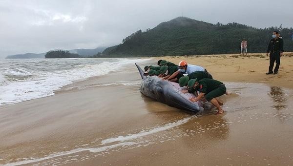 Lực lượng Bộ đội Biên phòng và người dân Thừa Thiên Huế đang nỗ lực đưa cá thể các voi về với biển. Ảnh: Ngọc Bình.