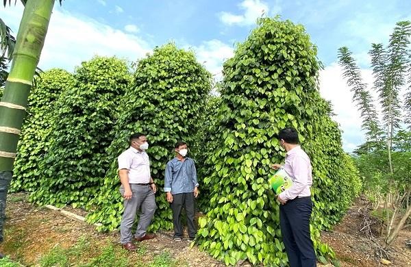 Với nguồn vốn vay từ chương trình vay SXKD tại vùng khó khăn, gia đình ông Nguyễn Xuân Hòa (xã Xuân Lộc, huyện Phú Lộc) đã đầu tư trồng trọt mang lại hiệu quả kinh tế cao.