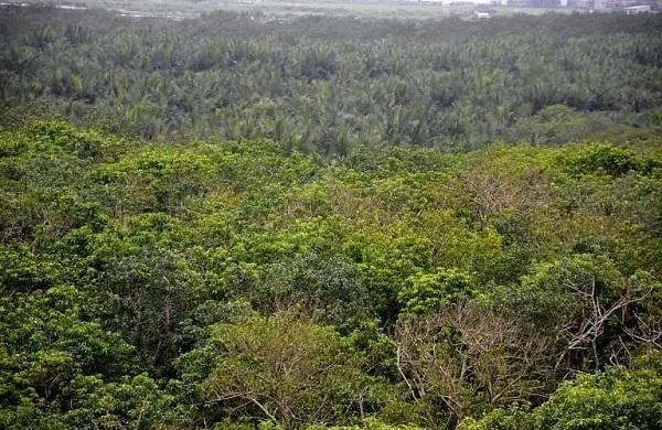 Những cánh rừng ngập mặn tại Thừa Thiên Huế