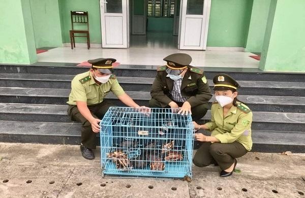 Hạt Kiểm lâm thành phố Huế tiếp nhận các cá thể rùa, ba ba và trứng rùa quý hiếm của người dân tự nguyện giao nộp