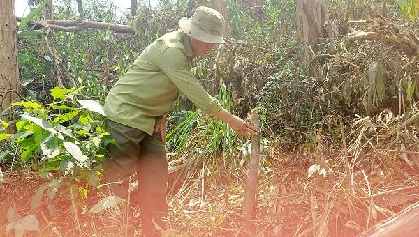 Nhiều cây bản địa bị chặt hạ khi thực hiện tỉa thưa rừng phòng hộ tại tiểu khu 134 xã Bình Thành, thị xã Hương Trà, tỉnh Thừa Thiên Huế