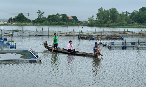 Mô hình nuôi cá nước ngọt trên sông Đại Giang mang lại hiệu quả cao cho người dân trên địa bàn huyện Phú Vang.