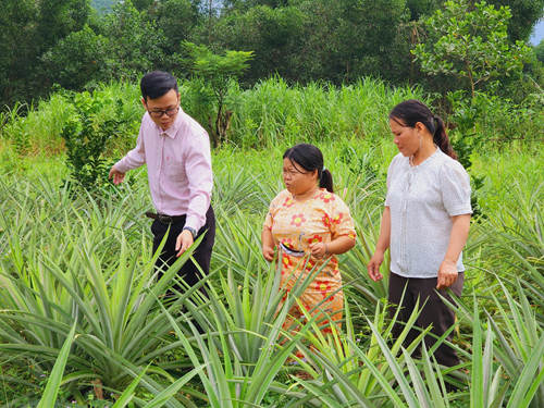 Từ nguồn vốn vay, nhiều hộ dân vùng đồng bào dân tộc thiểu số ở Thừa Thiên Huế mạnh dạn đầu tư phát triển kinh tế gia đình.