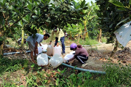 Người dân vận chuyển nước ngọt xả xuống mương để phun tưới cho cây sầu riêng. Ảnh: Hồng Linh