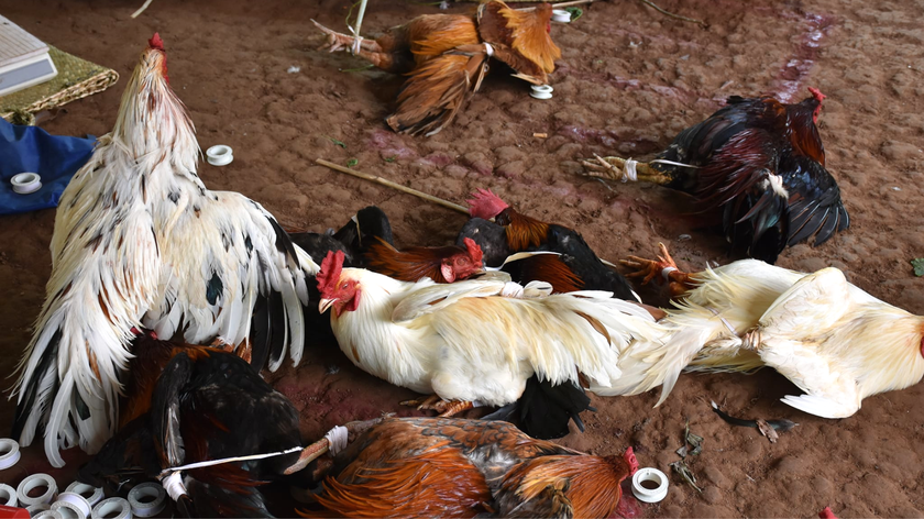 Công an tỉnh Bến Tre triệt phá trường gà, thu giữ trên 115 triệu đồng