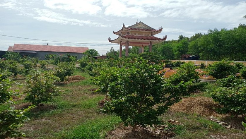 Quản trang trồng hàng trăm cây mai trong Nghĩa trang liệt sĩ xã Nhơn Thọ.