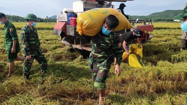 Cán bộ, chiến sĩ lực lượng vũ trang ở Phú Yên tham gia giặt lúa giúp nông dân. Ảnh: Minh Hằng.