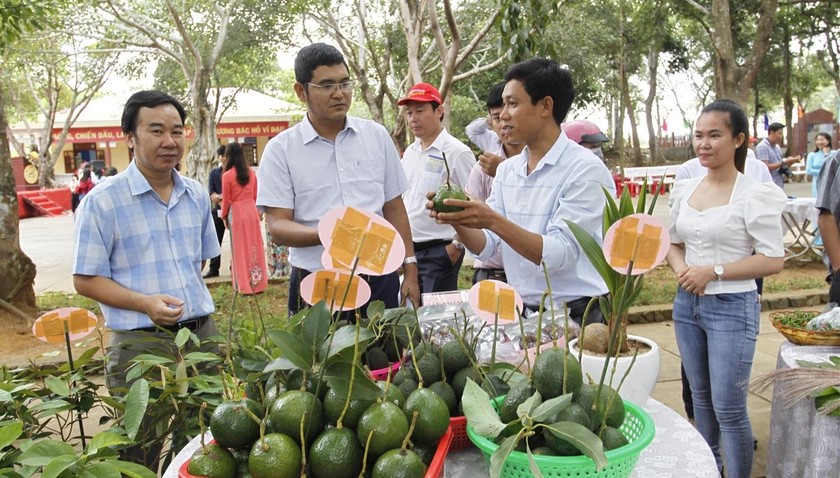 Hiện nay, sản phẩm của các HTX nông nghiệp ở Phú Yên được nhiều người quan tâm.
